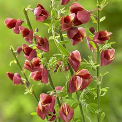 Genêt à balais 'Burkwoodii' / Cytisus scoparius Burkwoodii